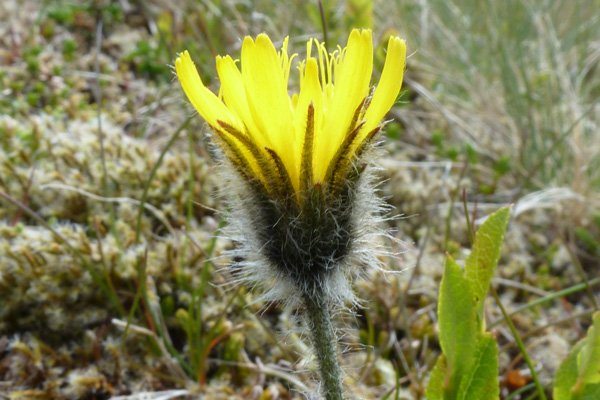 One of the apomictic alpine species of Hieracium seen on route