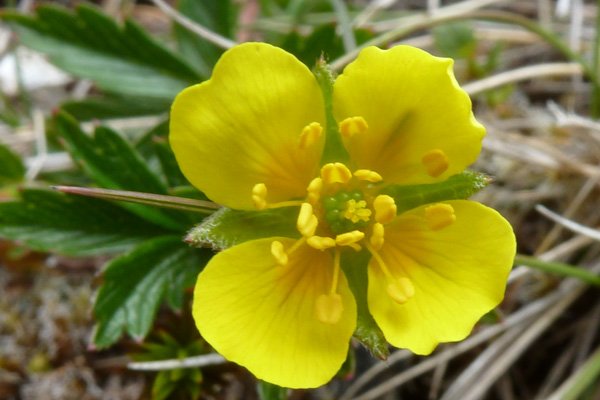 Tormentil (Potentilla erecta) on Creag Dhubh