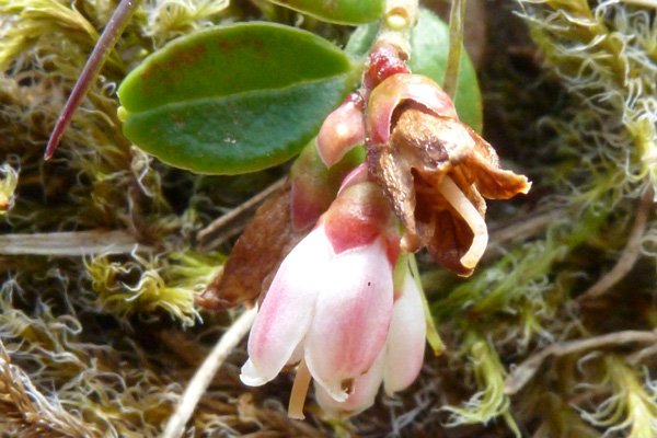 Cowberry (Vaccinium vitis-idaea) on Creag Dhubh