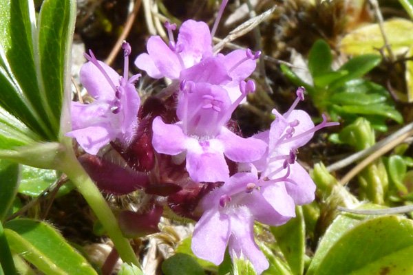 Thyme (Thymus polytrichus) on Creag Dhubh