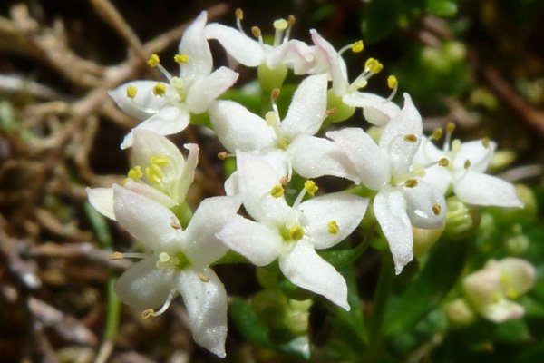 Northern Bedstraw (Galium boreale) on Creag Dhubh