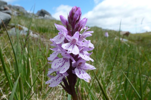 Heath spotted orchid (Dactylorhiza maculata ssp ericetorum) on Creag Dhubh