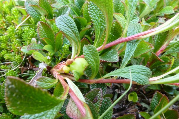 Alpine bearberry  (Arctostaphylos alpina) on Creag Dhubh
