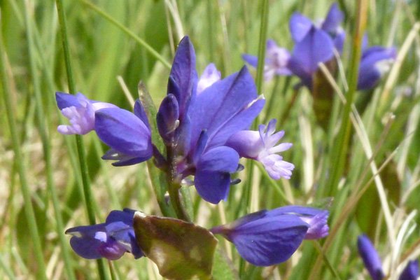 Heath milkwort (Polygala serpyllifolia) on Creag Dhubh