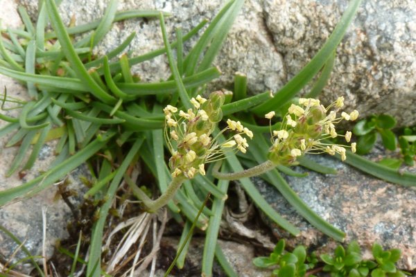 Sea plantain (Plantago maritima) on Creag Dhubh