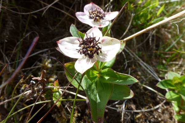 Dwarf cornel (Cornus suecica) on Creag Dhubh