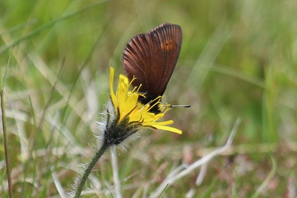 Mountain ringlet (Erebia epiphron) on Creag Dhubh