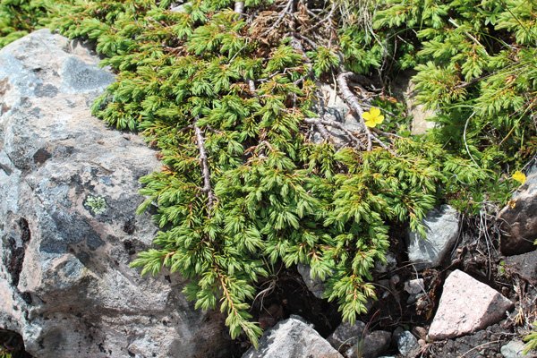 Juniper (Juniperus communis) on Creag Dhubh