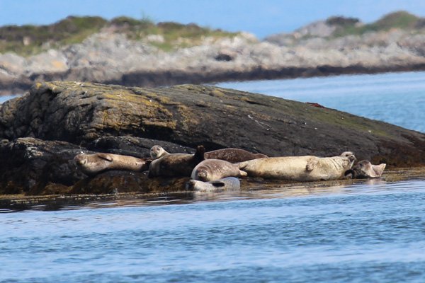 Seals near Arisaig