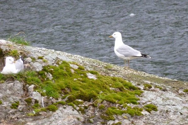 Common Gull