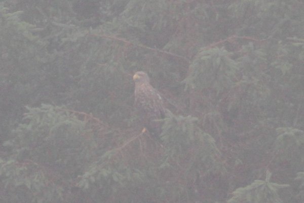 A white tailed eagle seen on a cruise in September 2013