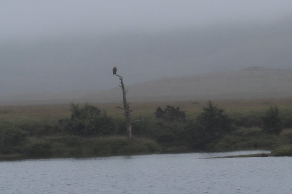 A white tailed eagle perched by the side of Claish Moss in September 2013