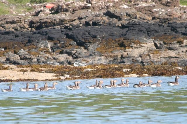 Grey lag geese being led by a canada goose