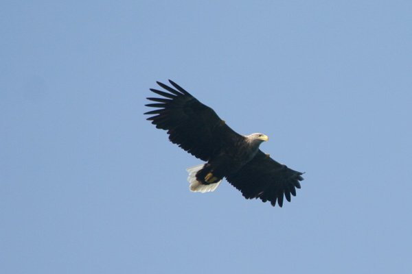 The first sighting of a female sea eagle