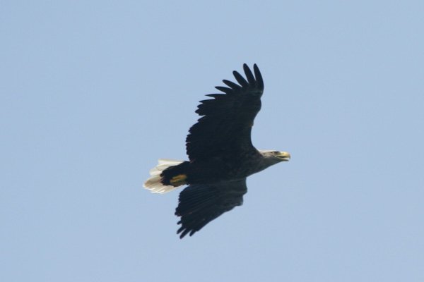YBS - a female sea eagle - identified by the wing tags