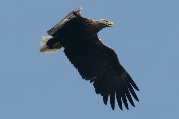 Getting ready to swoop down to pick up a fish