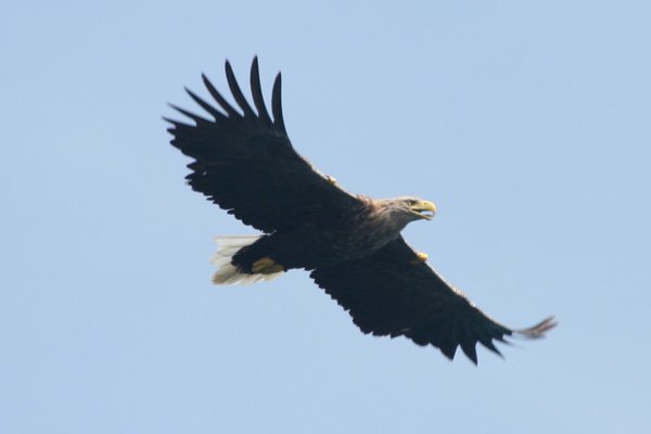 Female Sea Eagle