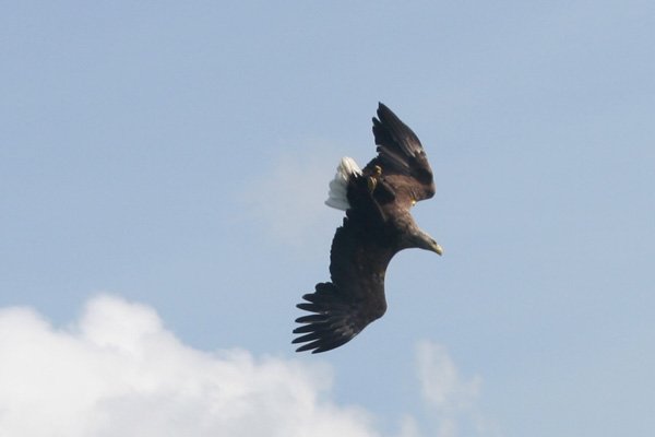 Diving down to pick up a fish in the sea at the rear of the boat