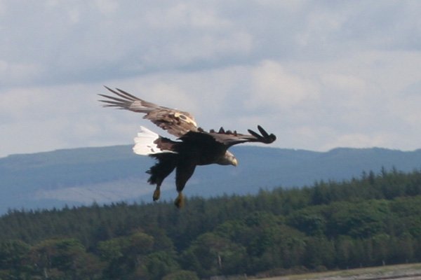 Isle of Mull Sea Eagle Adventure