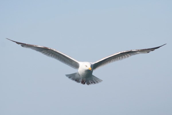 Picking up some gulls on route
