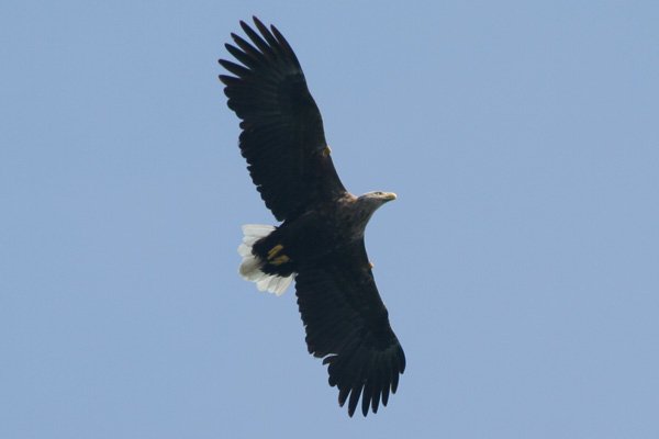 Sea eagle circling around the boat