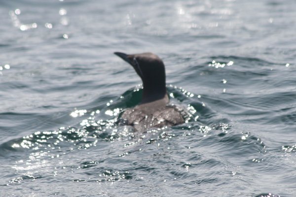 Guillemot