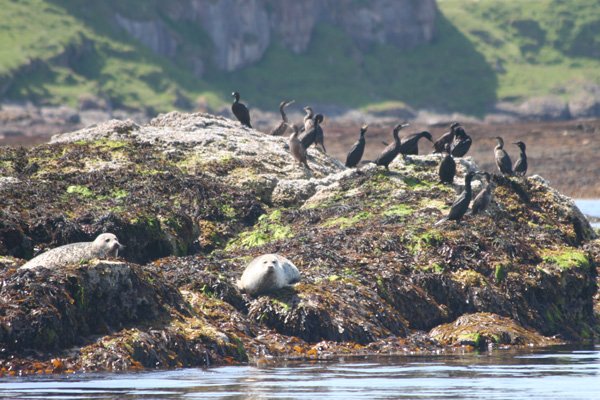 Shag and grey seals