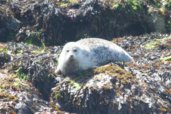 Grey Seal