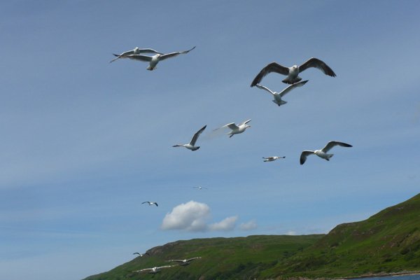 Gulls commonly follow fishing boats