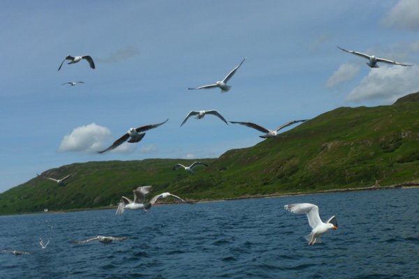 Picking up more gulls and attracting the attention of sea eagles