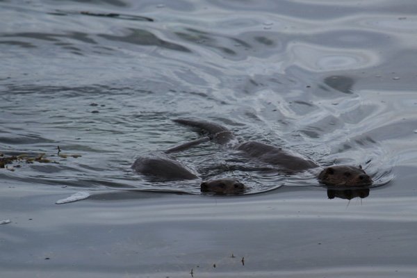 A couple of otters spotted on Loch Na Keal whilst driving to the rendezvous point