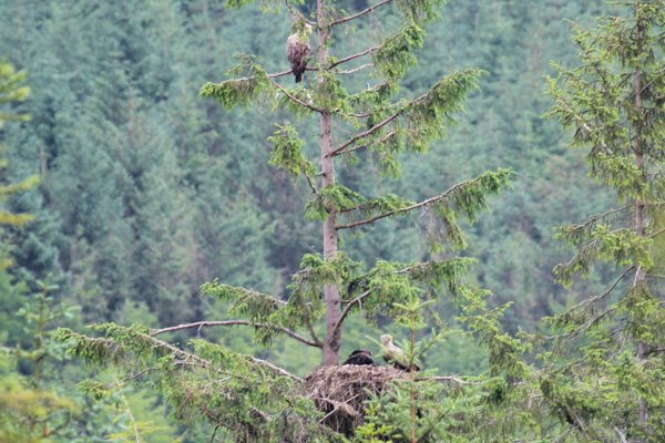 Iona the white tailed female eagle above the nest