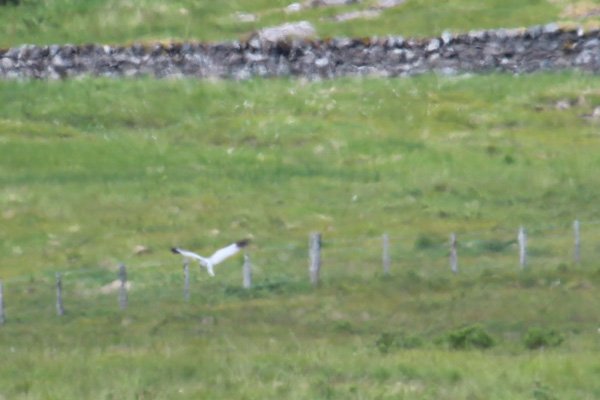 A male hen harrier spotted in South Mull after visiting the hide