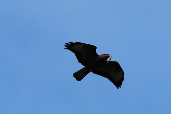 A buzzard spotted in Morvern on our way back to Moidart