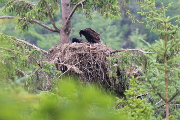 White tailed eagle chicks on the nest at eight weeks