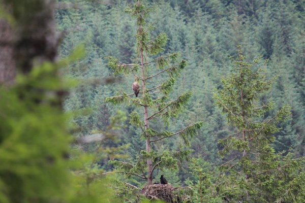 The nest is about 2m across