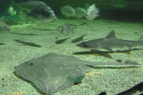 Large tank with rays, sharks, halibut, bream, cod and pollock