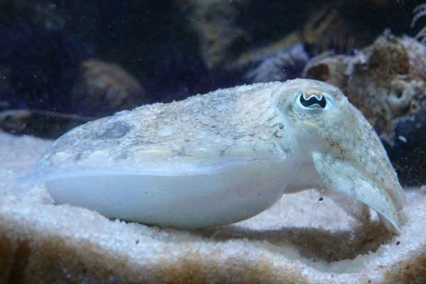 Cuttlefish