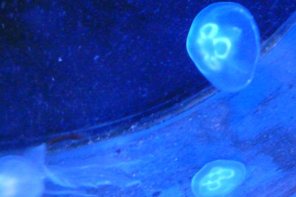 Moon jellyfish
