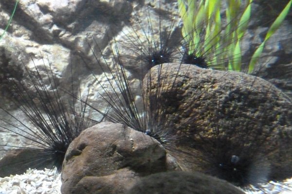 Long spined sea urchin