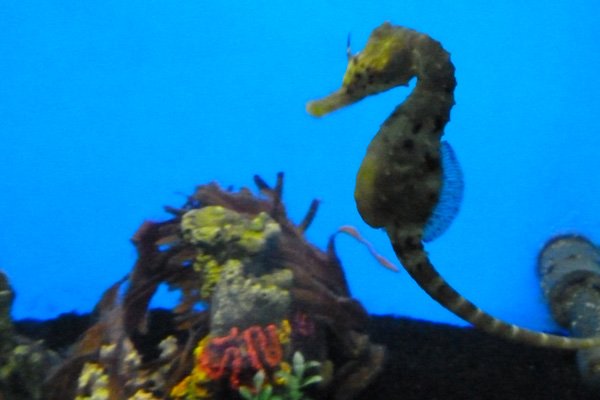 Seahorse