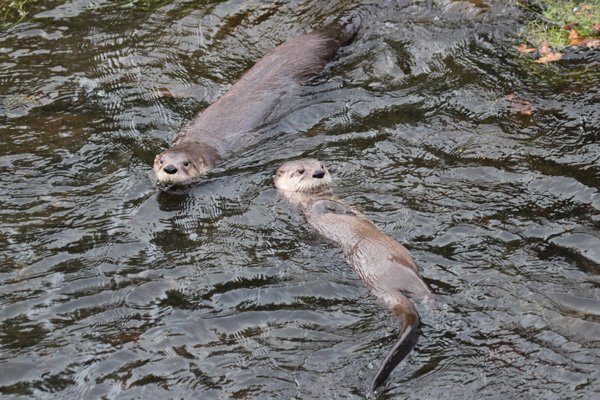 Canadian River Otters