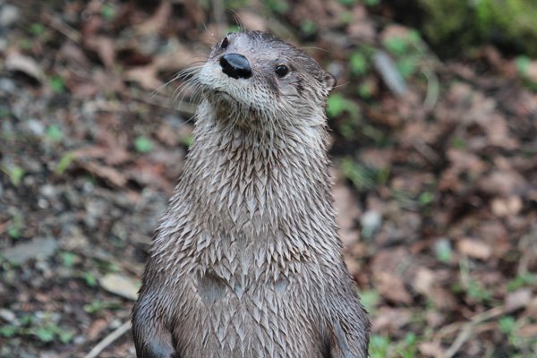 One of the resident Canadian River Otters