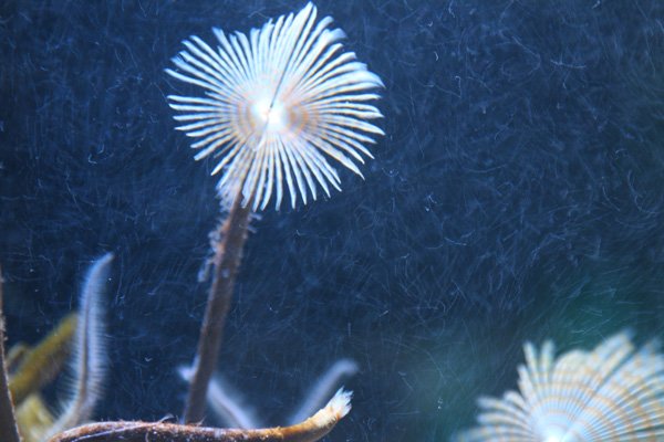 Peacock fan worms