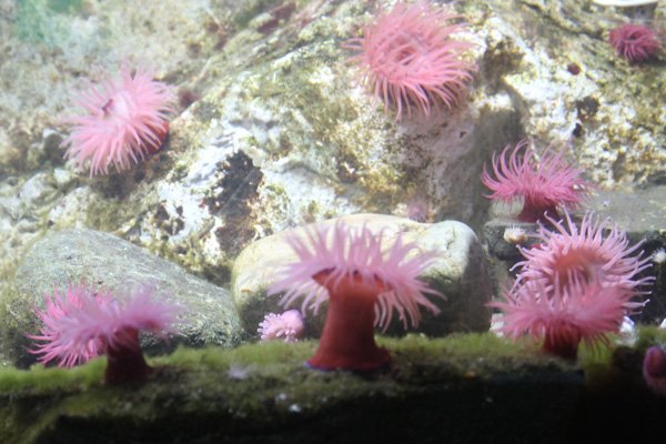 Beadlet anemones