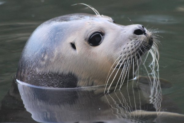 Pippa, the Common Seal