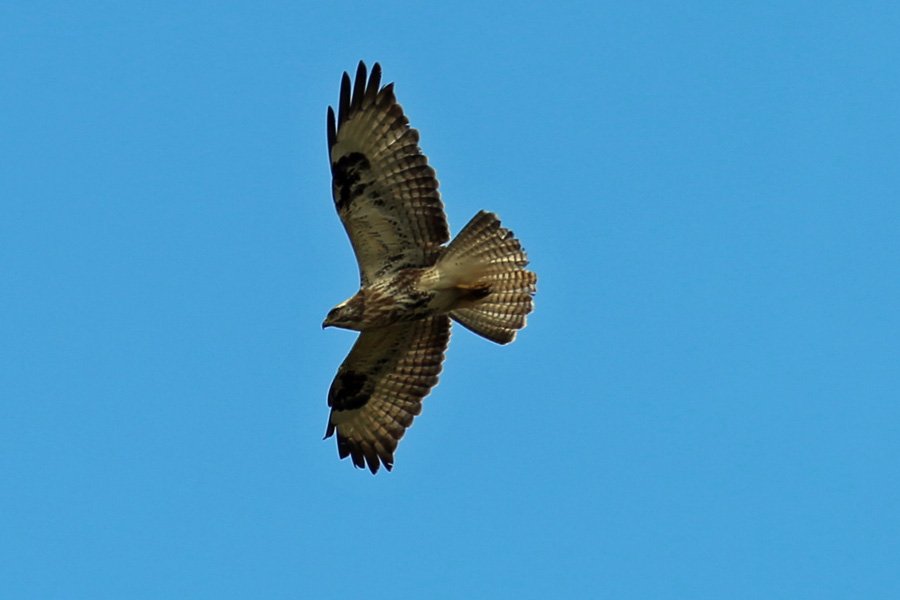 A juvenile buzzard flying over the carpark