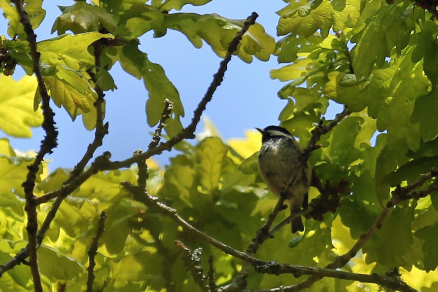 Remember to bring your binoculars on this wildlife walk