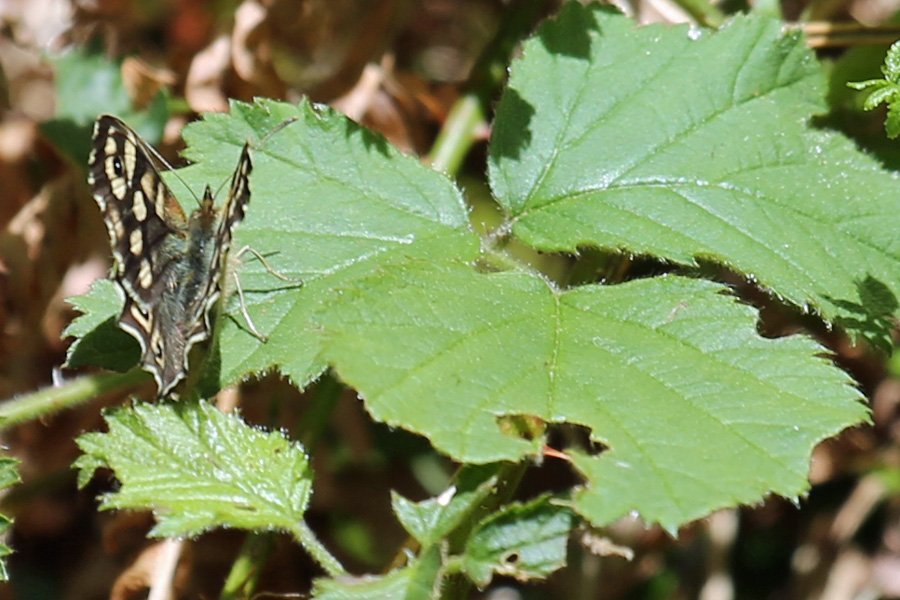 A speckled-wood butterfly