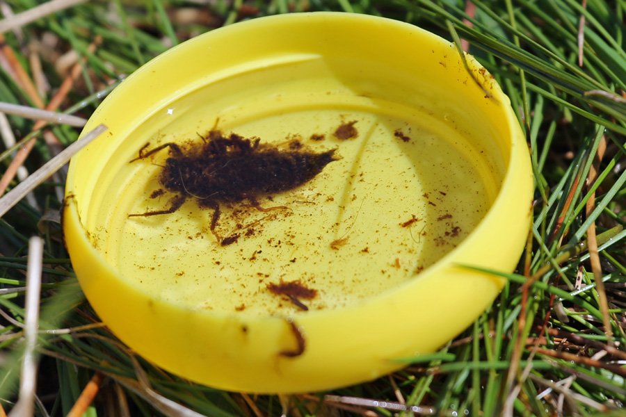 A golden ringed dragonfly larva